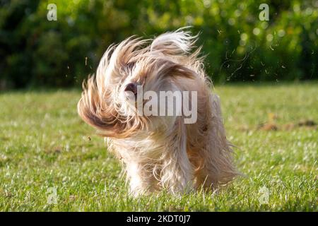 Bearded Collie dog with his long hair flying as he shakes Stock Photo