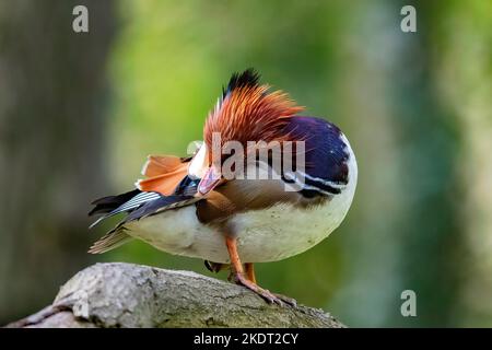 Mandarin duck Stock Photo