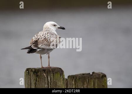 Caspian gull Stock Photo