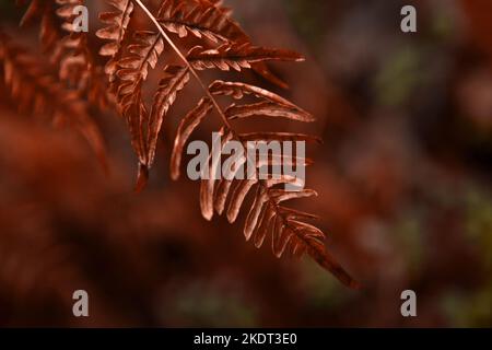 fern brown leaf macro dark image. Brake closeup in the fall surrounded by foliage- feathery plant Stock Photo
