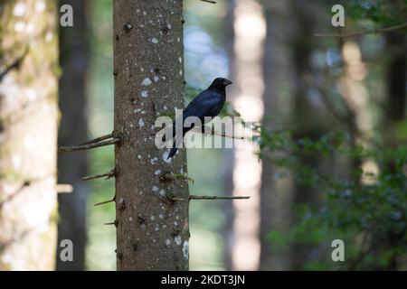 Rabenkrähe, Aaskrähe, Raben-Krähe, Aas-Krähe, Krähe, Krähen, Corvus corone corone, Corvus corone, carrion crow, crow, crows, La Corneille noire Stock Photo