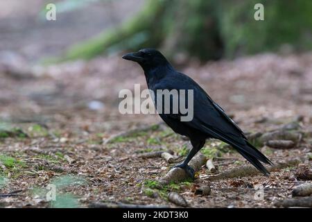 Rabenkrähe, Aaskrähe, Raben-Krähe, Aas-Krähe, Krähe, Krähen, Corvus corone corone, Corvus corone, carrion crow, crow, crows, La Corneille noire Stock Photo
