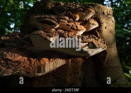 Conks of giant artists bracket or shelf polypore fungus growing on an old tree trunk, between moss and dead leaves Stock Photo