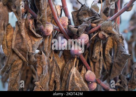 Spoiled and rotten figs on tree. Harvest problem because of dry summer Stock Photo