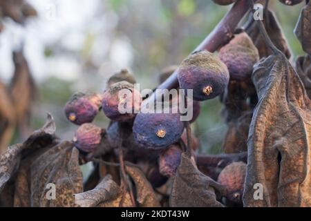 Spoiled and rotten figs on tree. Harvest problem because of dry summer Stock Photo