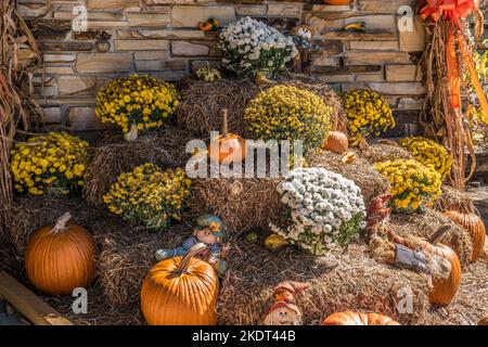 A collection of seasonal items scarecrow dolls, pumpkins, hay bales, cornstalks and mums in bloom for fall a display outdoors in front of a stone wall Stock Photo