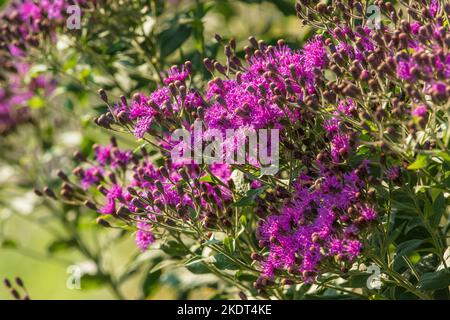 Western Ironweed bush found blooming in a wild area in Colorado in mid Summer. Stock Photo