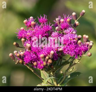 Close up of a flowering Western Ironweed plant in mid Summer. Stock Photo