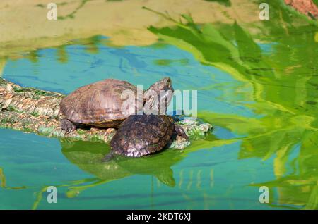 Tortue de Floride(Trachemys scripta elegans) et Tortue à cou caché d'Afrique(Pelomedusa subrufa) Stock Photo