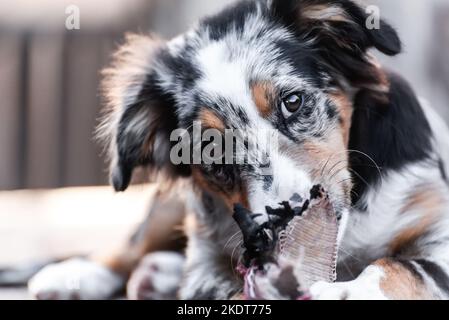 Close-up of an Australian Shepherd puppy looking at the camera while he plays nibbling on the remains of a slipper. Stock Photo