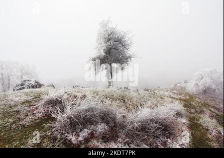 Forest in winter with fog and snow landscape Stock Photo