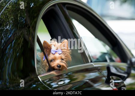 Yorkshire terrier looks out from a car Stock Photo