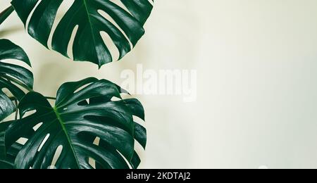 Monstera deliciosa or Swiss cheese plant leaves close-up on the light background, minimalism and urban jungle concept, tropical leaves background Stock Photo