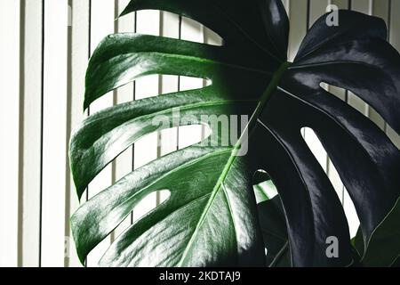 A leaf of Swiss cheese plant or Monstera deliciosa on the light background close-up Stock Photo
