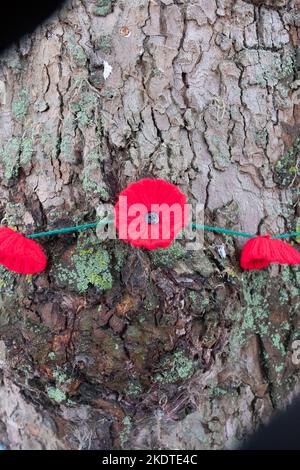 A knitted poppy wreath wrapped around a tree in the the graveyard at St Mary's Church, Witney for Remembrance Day Stock Photo