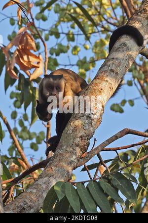 Guianan Brown Capuchin (Sapajus apella apella) adult standing on branch  Alta Floresta, Brazil.                   July Stock Photo