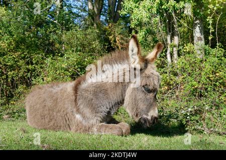 New Forest donkey (Equus africanus asinus) foal resting on woodland edge grassland, Bramshaw, New Forest, Hampshire, UK, October. Stock Photo