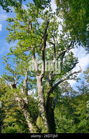 The Knightwood Oak, an ancient pollarded English Oak Tree, Quercus robur, around 500 years old and one of  the largest oaks in the New Forest, near Ly Stock Photo