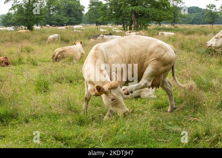 Close up of a Blonde d'Aquitaine cow scratching her cheek with hind leg with a herd of cows resting and ruminating between long grass and growing Alde Stock Photo