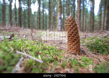 Close up of ground-down mature scaled cone of Norway spruce, Picea abies, against blurred foreground and spruce forest background Stock Photo