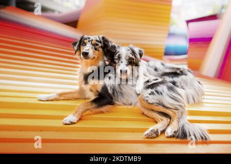 lying Miniature Australian Shepherds Stock Photo - Alamy