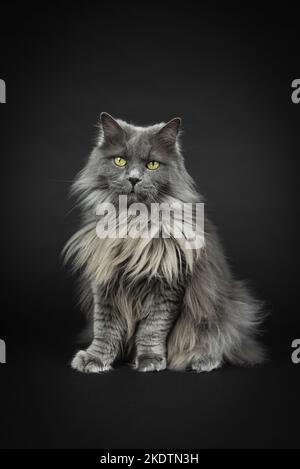 sitting Persian-Cat-Cross Stock Photo