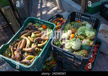 Rotten fruit and orange peppers in trash cardboard box. Vegetable shop waste products Bird food in zoo Stock Photo