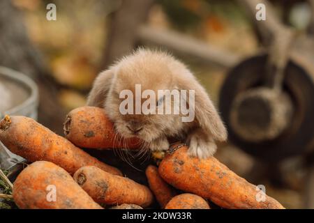 Fluffy foxy rabbit with carrot on autumn background Stock Photo