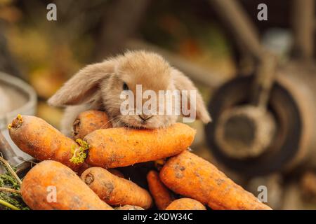 Fluffy foxy rabbit with carrot on autumn background Stock Photo