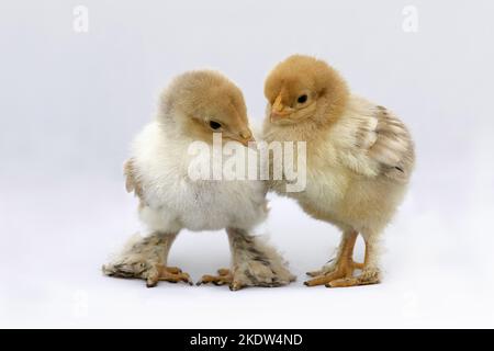 standing Chicks Stock Photo