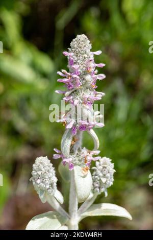 Close up of woolly hedgenettle (stachys byzantina) flowers in bloom Stock Photo