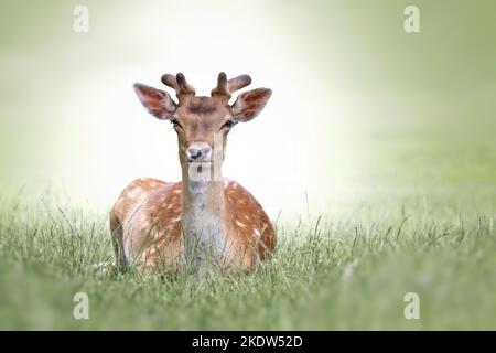 lying Sika Deer Stock Photo