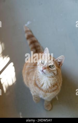 A ginger tabby cat sitting and looking up at the camera Stock Photo