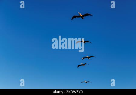 Pelicans birds flying against the blue sky in Miami Beach, Florida. Stock Photo
