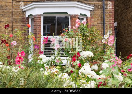 Small front garden filled with colourful flowers including roses, hollyhocks and hydrangeas in Faversham, Kent, England, UK Stock Photo