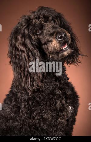 black Giant Poodle Stock Photo - Alamy