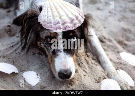 adult Miniature Australian Shepherd Stock Photo