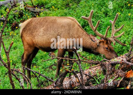 A Rocky Mountain Elk bull (Cervus canadensis nelsoni) grazes in the woods of the Rockies Stock Photo