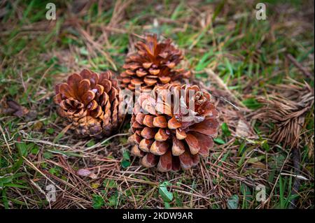 Close up view of pine cones lying on the grass. A conifer cone is a seed-bearing organ on gymnosperm plants. Stock Photo