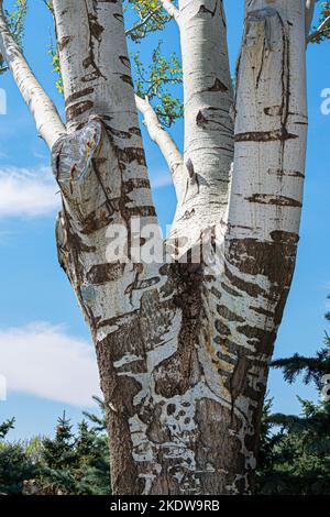 White poplar tree bark, Populus alba Stock Photo