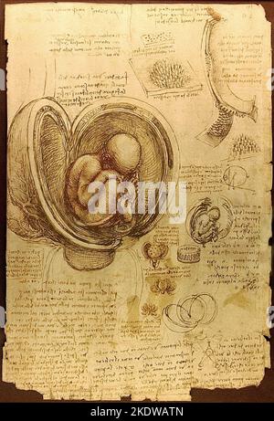 Title: Studies of the foetus in the womb Creator:  Leonardo da Vinci  Date: c.1510-13  Dimensions: 30.4 x 22 cms Medium: pen & ink with wash over red and black chalks on paper Location: Royal Collection Stock Photo