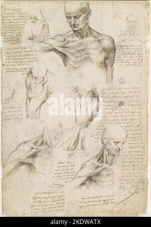 Leonardo da Vinci. Superficial anatomy of the shoulder and neck (recto). Date/Period: Ca. 1510. Drawing. Pen and ink with wash, over traces of black chalk on paper. Height: 292 mm (11.49 in); Width: 198 mm (7.79 in). Stock Photo