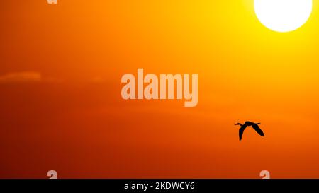 A Silhouette of A Large Exotic Bird Is Flying By The White Hot Sun 16.9 Image Format Stock Photo