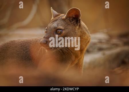 Fossa - Cryptoprocta ferox long-tailed mammal endemic to Madagascar, family Eupleridae, related to the Malagasy civet, the largest mammalian carnivore Stock Photo