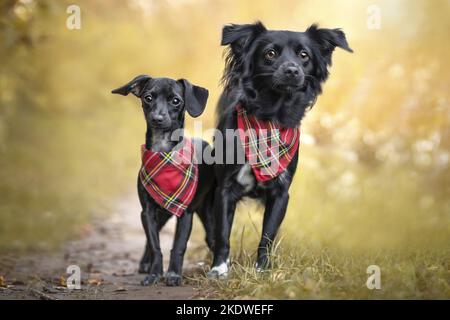 2 mongrels Stock Photo