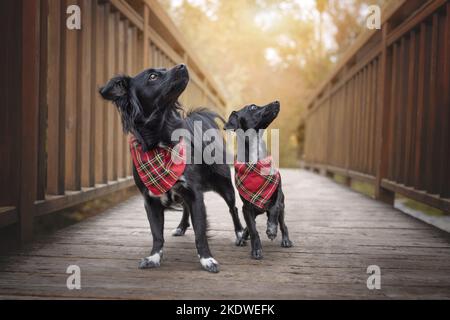2 mongrels Stock Photo