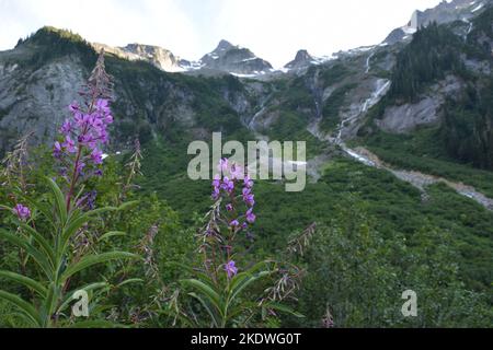 Purple fireweed along the Copper Ridge Trail in North Cascades National Park. Looking at Mineral Mountain or Ruth Mountain. Stock Photo