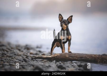 Prague-Ratter-Chihuahua Stock Photo