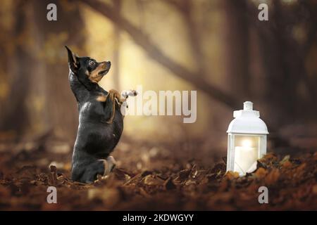 begging Prague-Ratter-Chihuahua Stock Photo