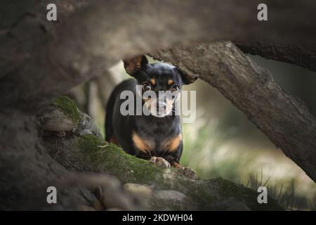 Prague-Ratter-Chihuahua Stock Photo